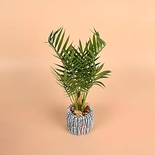 Generic Artificial Palm Tree, White/Black, 34cm x 9cm