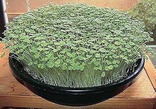 Micro Green Salad Mix Seeds - Peas, Fava Beans, Buckwheat & Sunflower Blend, Ideal Lettuce Replacement, Thrives in Winter, Non-GMO (50 Grams)