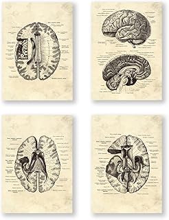 بوستر تشريحي لعلم الاعصاب والدماغ من كوبابيج، هيكل الدماغ البشري، رسم فني طبيب اعصاب وطبيب نفسي، ديكور مكتب (SKU10-4 قطع، 16 × 20 انش=(40 × 50 سم)، بدون اطار