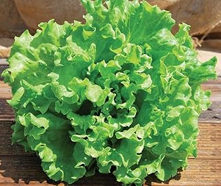 Muir Summer Crisp Lettuce Seeds - Heat Tolerant, Batavian Type, Light Green Wavy Leaves, Perfect for Salads and Gourmet Dishes, Non-GMO (10 Pellets)