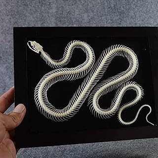 GHQhjyb Snake Skeleton Specimen, Picture Frame Mounting Snake Real Bone Specimen Pendant Anatomy Model for Veterinary Study Teaching Home Landscape Decoration