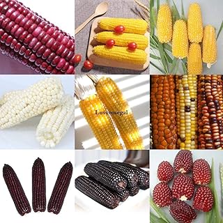 CRTGW Mais Bianco: 10X Semi di mais alla Fragola Zea Mays Heirloom Non OGM Red Popcorn Dolce gf9